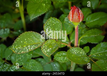 A single tender red rose burgeon wet drops in the garden after rain Stock Photo