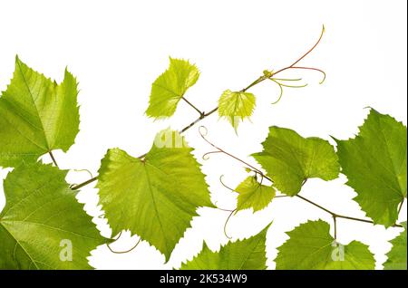Fresh branch of grape vine on white background Stock Photo