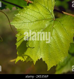 Fresh branch of grape vine leaf and tendrils sunny day background Stock Photo