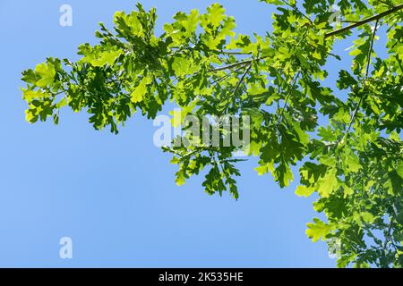 Oak leaf branches summer sunny day blue sky Stock Photo