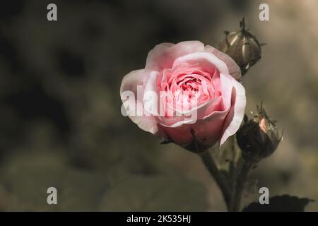 A single soft pale pink rose in the shade Stock Photo