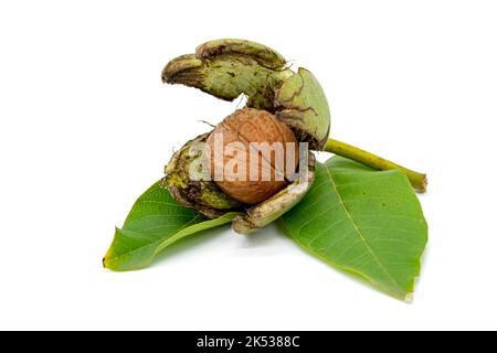 walnut with shell isolated on white background Stock Photo