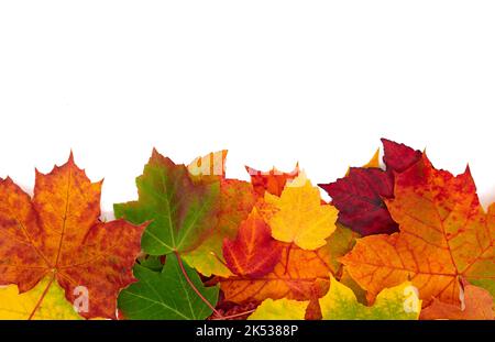 Golden autumn leaves on white background Stock Photo
