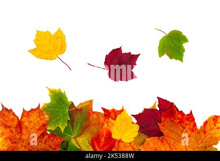 Colorful maple autumn leaves on white background Stock Photo