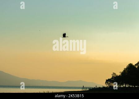Spring flower meadow with big black and white bird and red log bill. White stork, , Flying stork high against the blue sky. Stock Photo
