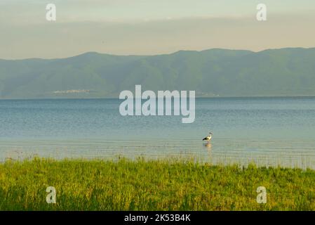 Spring flower meadow with big black and white bird and red log bill. White stork, , Flying stork high against the blue sky. Stock Photo