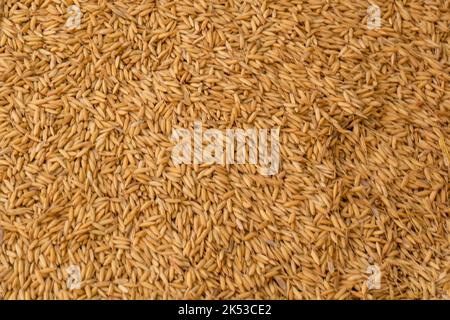 Advanced texture design of paddy. Rice is the seed of the grass species Oryza sativa or less commonly Oryza glaberrima. Stock Photo