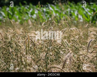 Green inflorescence of the oat (latin name: Avena sativa) on a field in western Serbia Stock Photo