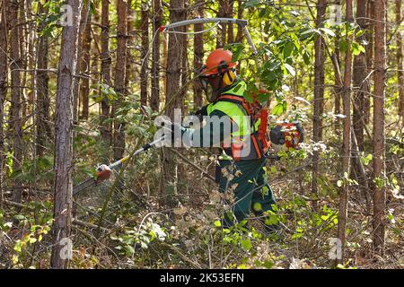 worker in a protective suit clears the forest from branches with a pole saw. clearing the forest with a chainsaw. Stock Photo
