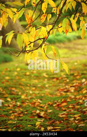 Beech tree turning yellow in autumn Fagus sylvatica Stock Photo - Alamy