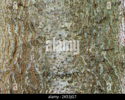 Silvery and brown fissured bark of the fast growing deciduous Sapphire dragon tree, Paulownia kawakamii Stock Photo