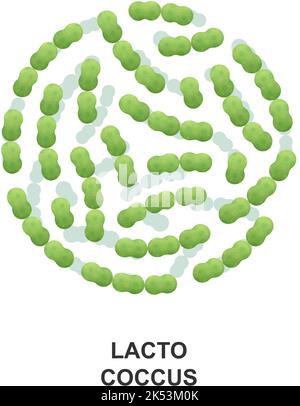 Lactococcus. Probiotic bacteria. Good bacteria and microorganism for human health. Vector illustration Stock Vector