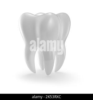 Dental model of a tooth (molar) isolated on a white background. 3D ...