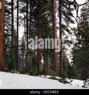 A snow-covered road near badger pass in Yosemite national park in California, USA Stock Photo
