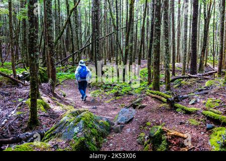Woman hiking in Moose Meadow; Chilkat Inlet & Glacier Bay National Park & Preserve; Chilkat State Park; Haines; Alaska; USA Stock Photo