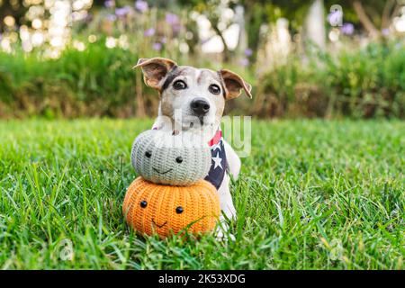 Cute jack russell dog on grass with handmade decorative pumpkins. Autumn, fall decor. Halloween time Stock Photo