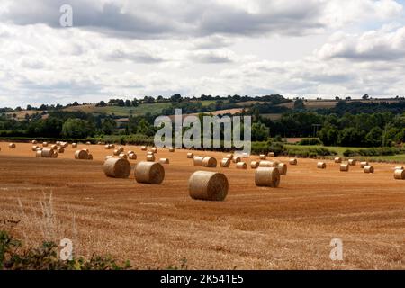 traditional hay bales in the Golden Valley near Peterchurch & Abbey Dore, B4317, Herefordshire, England Stock Photo