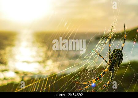 A dangerous looking Argiope Aurantia or Argiope Bruenicchi, black and yellow garden spider watching the sun set on Graciosa Island, Azores Stock Photo