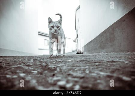 A photo from a low angle of a ginger cat walking towards the camera, in black and white