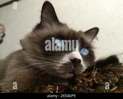 Ragdoll cat lying on back of couch with blue eyes!! Stock Photo