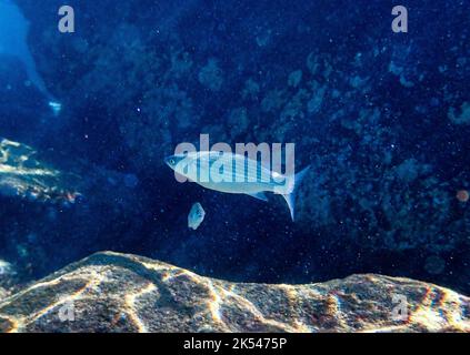 Underwater shot of fish in the Atlantic ocean Stock Photo