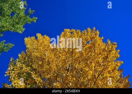 Aspen trees with their leaves turning the bright colors of autumn in rural Alberta Canada. Stock Photo