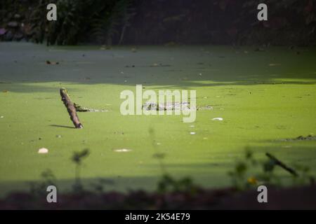 eyes of a crocodile rising above water level. Water of the pond is covered in green algae or duckweed. Stock Photo