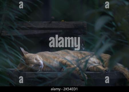 A brown wild cat sleeping peacefully on a wooden bench. Stock Photo