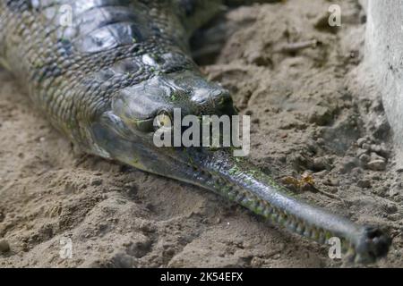 Gharial or fish eating crocodile resting on riverbank. It is also known as gavial having a long snout commonly found in indian subcontinent. Stock Photo