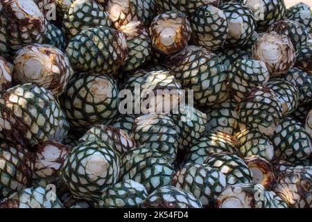 A Agave piles in distillery waiting for processing, Tequila, Jalisco, Mexico. Harvest agave. Stock Photo