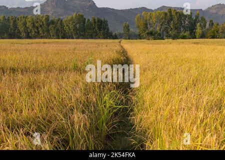Two different varieties of rice produce side by side in the field Stock Photo