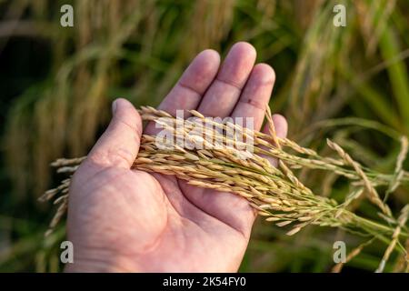 Farmer holding rice ears in hand for examining and inspection Stock Photo