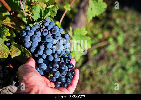 Woman's hand holding bunch of red grapes in vineyard Stock Photo