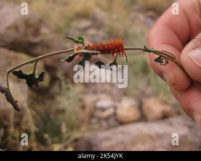 Small Red Caterpillar on Twig in Hand  Stock Photo