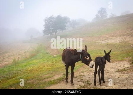 Guarà or ruc català (Equus asinus var. catalana) newborn foal (fillie, female). Catalan donkey breed. Stock Photo