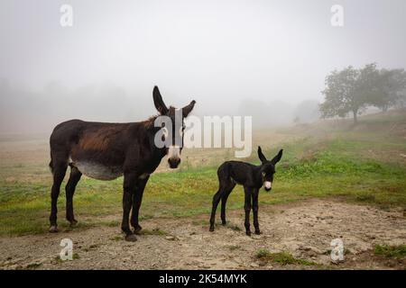 Guarà or ruc català (Equus asinus var. catalana) newborn foal (fillie, female). Catalan donkey breed. Stock Photo