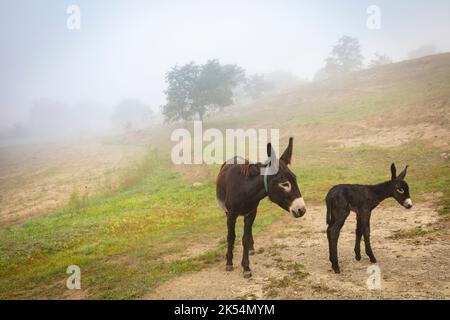 Guarà or ruc català (Equus asinus var. catalana) newborn foal (fillie, female). Catalan donkey breed. Stock Photo