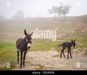 Guarà or ruc català (Equus asinus var. catalana) newborn foal (fillie, female). Catalan donkey breed. Stock Photo