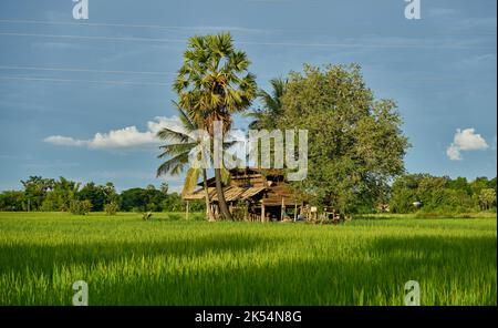 A small farmhouse in a lush green paddy field.
