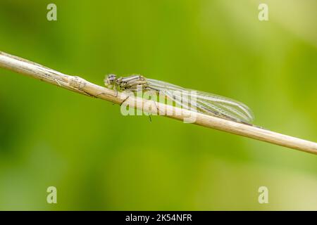 Damselfly perched on a reed with a green background Stock Photo