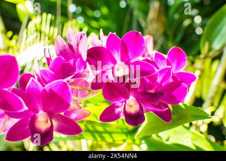 A Beautiful yellow and pink Orchids on a branch with blurry green leaf in the background flower pink Stock Photo