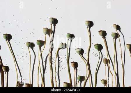 Minimal Floral Design Pattern. Dried Small Poppy Pods on White Background. Stock Photo