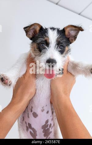 Three months Jack Russell puppy dog being held up high Stock Photo