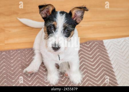 Sweet three months Jack Russell puppy dog sitting on a small rug Stock Photo