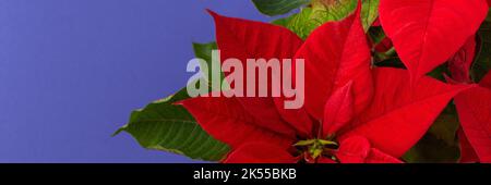 Beautiful Christmas flower banner, Poinsettia close-up on the trend color of 2022 Very Peri Stock Photo