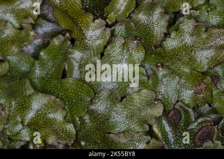 Kegelkopf-Lebermoos, Kegelkopfmoos, Echtes Kegelkopfmoos, Kegelköpfiges Lebermoos, Conocephalum conicum, Scented Liverwort, great scented liverwort, s Stock Photo