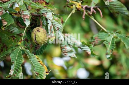 Chestnuts on the tree. Horse chestnut tree in fall. Spiked shells bursting. Brown chestnuts falling to the ground in autumn. Stock Photo
