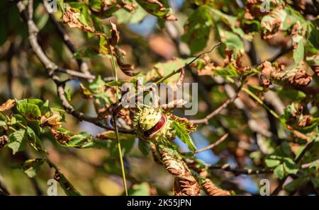 Chestnuts on the tree. Horse chestnut tree in fall. Spiked shells bursting. Brown chestnuts falling to the ground in autumn. Stock Photo