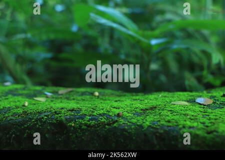 Beautiful Bright Green moss grown up cover the rough stones and on the floor in the forest. Show with macro view. Rocks full of the moss texture in na Stock Photo