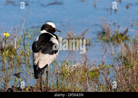 Blacksmith Plover also known as Blacksmith Lapwing  (Vanellus armatus) at Intaka Island, Cape Town, South Africa. Stock Photo
